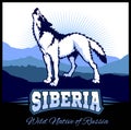 Siberia - a wolf on the background of the plain of Russian Siberia