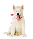 Siberiaan Husky sitting in front and yawns. isolated