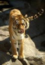 Siberian (Amur) Tiger Royalty Free Stock Photo