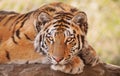 Siberian or Amur tiger Royalty Free Stock Photo