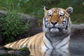 Siberian Amur Tiger Royalty Free Stock Photo