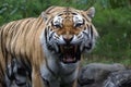 Siberian Amur Tiger Royalty Free Stock Photo
