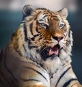 Siberian or Amur tiger head close-up with teeth Royalty Free Stock Photo