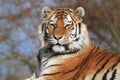 Siberian Tiger Panthera Tigris Altaica looking proud and regal