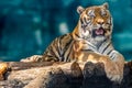 Siberian or Amur tiger lying down on wooden deck Royalty Free Stock Photo