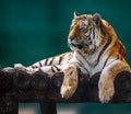 Siberian or Amur tiger lying down on wooden deck Royalty Free Stock Photo