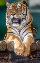 Siberian or Amur tiger lying down on wooden deck Royalty Free Stock Photo