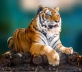 Siberian or Amur tiger lying down on wooden deck Royalty Free Stock Photo