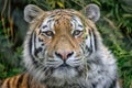 Siberian amur tiger Panthera tigris tigris full face view Royalty Free Stock Photo