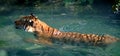 Siberian (Amur) Tiger Swimming Royalty Free Stock Photo