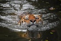 Siberian Amur tiger swimming in water Royalty Free Stock Photo