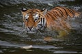 Siberian Amur tiger swimming in water Royalty Free Stock Photo