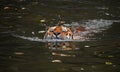 Siberian Amur tiger swimming in water