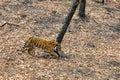 Siberian Amur tiger walking in the forest Royalty Free Stock Photo