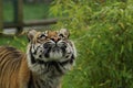 Siberian (Amurian) Tiger, Panthera tigris sumatrae, looking up