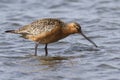 Siberian bar-tailed godwit which feeds in shallow water in the s Royalty Free Stock Photo