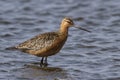 Siberian bar-tailed godwit which feeds in shallow water Royalty Free Stock Photo