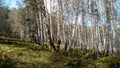 Siberian birch forest in the rays of golden autumn