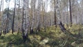 Siberian birch forest in the rays of golden autumn