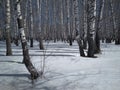Siberian birch, forest with trees in the snow in winter Royalty Free Stock Photo