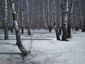 Siberian birch, forest with trees in the snow in winter