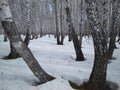 Siberian birch forest with ,trees in the snow in winter