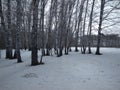 Siberian birch forest with trees in the snow in winter