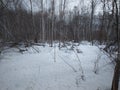 Siberian birch forest with trees in the snow in winter