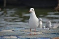 Siberian bird while enjoining in the sangam city of India