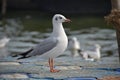 Siberian bird while enjoining in the sangam city of India