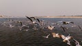 Siberian bird migrating to Varanasi