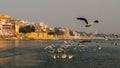 Siberian bird migrating to Varanasi