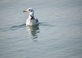 Siberian bird swimming in a lake