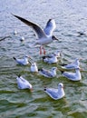 Siberian Birds at Triveni Sangam Allahabad Royalty Free Stock Photo