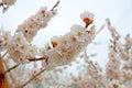 Siberian, blossoming Sakura after a rain