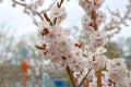 Siberian, blossoming Sakura after a rain