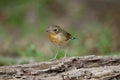 Siberian blue robin