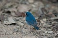 Siberian blue robin