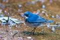 Siberian blue robin Luscinia cyane the beautiful blue bird standing on  lake Royalty Free Stock Photo