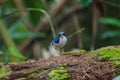 Siberian blue robin Luscinia cyane Royalty Free Stock Photo