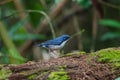 Siberian blue robin Luscinia cyane Royalty Free Stock Photo