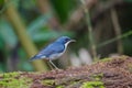 Siberian blue robin Luscinia cyane Royalty Free Stock Photo