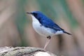 Siberian Blue Robin Luscinia cyane Beautiful Male Birds of Thailand Royalty Free Stock Photo