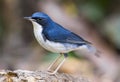 Siberian Blue Robin (Luscinia cyane), Bird