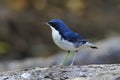 Siberian Blue Robin Luscinia cyane Royalty Free Stock Photo