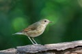 Siberian Blue Robin passerine flycatcher bird perching on wooden