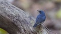 Siberian Blue Robin On Wooden Log