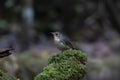 Siberian Blue Robin on the rock