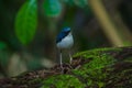 Siberian blue robin & x28;Luscinia cyane& x29; Royalty Free Stock Photo