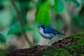 Siberian blue robin & x28;Luscinia cyane& x29; Royalty Free Stock Photo